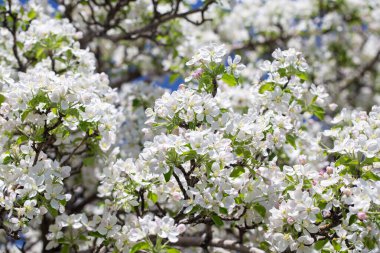 Açık gökyüzüne karşı pembe tomurcukları olan bahar elması dalı taze yeşil yapraklar ve yumuşak pastel çiçek detaylarıyla minimum doğa arka planı.