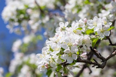 Açık gökyüzüne karşı pembe tomurcukları olan bahar elması dalı taze yeşil yapraklar ve yumuşak pastel çiçek detaylarıyla minimum doğa arka planı.