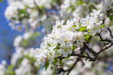 Açık gökyüzüne karşı pembe tomurcukları olan bahar elması dalı taze yeşil yapraklar ve yumuşak pastel çiçek detaylarıyla minimum doğa arka planı.
