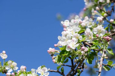 Açık gökyüzüne karşı pembe tomurcukları olan bahar elması dalı taze yeşil yapraklar ve yumuşak pastel çiçek detaylarıyla minimum doğa arka planı.