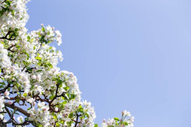 Açık gökyüzüne karşı pembe tomurcukları olan bahar elması dalı taze yeşil yapraklar ve yumuşak pastel çiçek detaylarıyla minimum doğa arka planı.