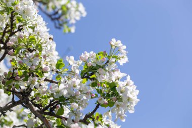 Açık gökyüzüne karşı pembe tomurcukları olan bahar elması dalı taze yeşil yapraklar ve yumuşak pastel çiçek detaylarıyla minimum doğa arka planı.