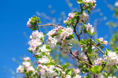 Çiçekli elma dalı, açık mavi gökyüzüne karşı beyaz çiçekler, bahar doğası arka planı.