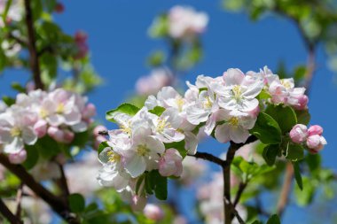 Çiçekli elma dalı, açık mavi gökyüzüne karşı beyaz çiçekler, bahar doğası arka planı.
