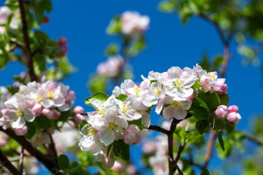 Çiçekli elma dalı, açık mavi gökyüzüne karşı beyaz çiçekler, bahar doğası arka planı.