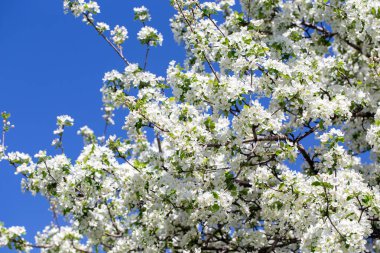Açık gökyüzüne karşı pembe tomurcukları olan bahar elması dalı taze yeşil yapraklar ve yumuşak pastel çiçek detaylarıyla minimum doğa arka planı.