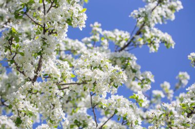 Açık gökyüzüne karşı pembe tomurcukları olan bahar elması dalı taze yeşil yapraklar ve yumuşak pastel çiçek detaylarıyla minimum doğa arka planı.