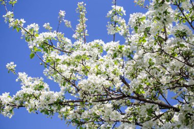 Açık gökyüzüne karşı pembe tomurcukları olan bahar elması dalı taze yeşil yapraklar ve yumuşak pastel çiçek detaylarıyla minimum doğa arka planı.