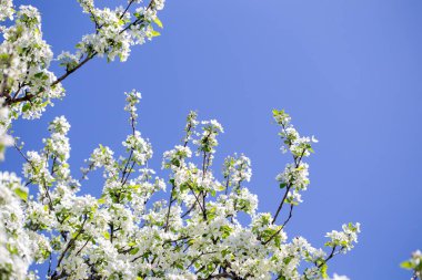 Açık gökyüzüne karşı pembe tomurcukları olan bahar elması dalı taze yeşil yapraklar ve yumuşak pastel çiçek detaylarıyla minimum doğa arka planı.