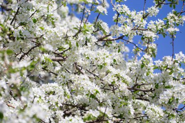 Açık gökyüzüne karşı pembe tomurcukları olan bahar elması dalı taze yeşil yapraklar ve yumuşak pastel çiçek detaylarıyla minimum doğa arka planı.