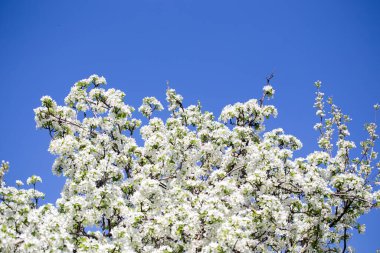 Açık gökyüzüne karşı pembe tomurcukları olan bahar elması dalı taze yeşil yapraklar ve yumuşak pastel çiçek detaylarıyla minimum doğa arka planı.