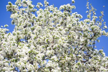 Açık gökyüzüne karşı pembe tomurcukları olan bahar elması dalı taze yeşil yapraklar ve yumuşak pastel çiçek detaylarıyla minimum doğa arka planı.