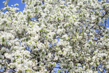 Açık gökyüzüne karşı pembe tomurcukları olan bahar elması dalı taze yeşil yapraklar ve yumuşak pastel çiçek detaylarıyla minimum doğa arka planı.