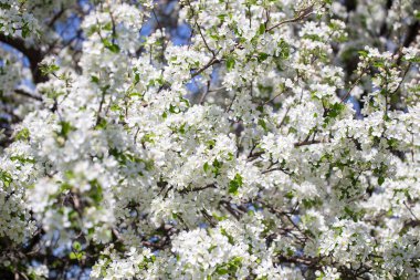 Açık gökyüzüne karşı pembe tomurcukları olan bahar elması dalı taze yeşil yapraklar ve yumuşak pastel çiçek detaylarıyla minimum doğa arka planı.