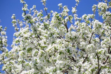 Açık gökyüzüne karşı pembe tomurcukları olan bahar elması dalı taze yeşil yapraklar ve yumuşak pastel çiçek detaylarıyla minimum doğa arka planı.