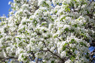 Açık gökyüzüne karşı pembe tomurcukları olan bahar elması dalı taze yeşil yapraklar ve yumuşak pastel çiçek detaylarıyla minimum doğa arka planı.