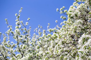 Açık gökyüzüne karşı pembe tomurcukları olan bahar elması dalı taze yeşil yapraklar ve yumuşak pastel çiçek detaylarıyla minimum doğa arka planı.
