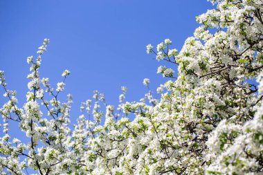 Açık gökyüzüne karşı pembe tomurcukları olan bahar elması dalı taze yeşil yapraklar ve yumuşak pastel çiçek detaylarıyla minimum doğa arka planı.