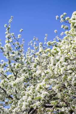 Açık gökyüzüne karşı pembe tomurcukları olan bahar elması dalı taze yeşil yapraklar ve yumuşak pastel çiçek detaylarıyla minimum doğa arka planı.