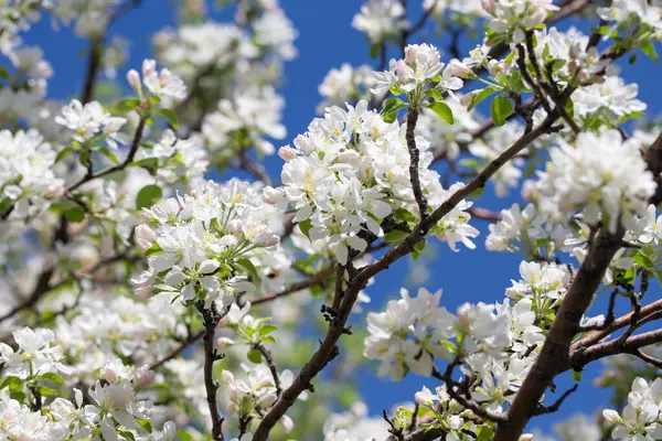 Elma ağacı dalları narin beyaz çiçeklerle kaplı açık mavi gökyüzüne uzanıyor. Işık ve tazelikle dolu aydınlık bir bahar sabahı yeni bir mevsimin başlangıcı..