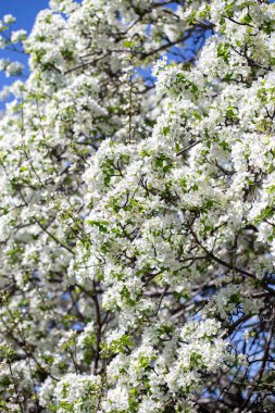 Açık gökyüzüne karşı pembe tomurcukları olan bahar elması dalı taze yeşil yapraklar ve yumuşak pastel çiçek detaylarıyla minimum doğa arka planı.