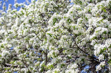Açık gökyüzüne karşı pembe tomurcukları olan bahar elması dalı taze yeşil yapraklar ve yumuşak pastel çiçek detaylarıyla minimum doğa arka planı.