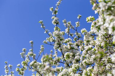 Açık gökyüzüne karşı pembe tomurcukları olan bahar elması dalı taze yeşil yapraklar ve yumuşak pastel çiçek detaylarıyla minimum doğa arka planı.