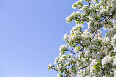 Açık gökyüzüne karşı pembe tomurcukları olan bahar elması dalı taze yeşil yapraklar ve yumuşak pastel çiçek detaylarıyla minimum doğa arka planı.