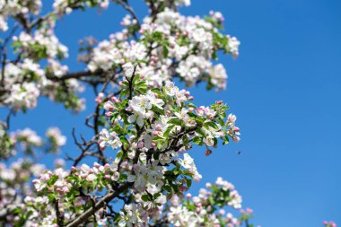 Açık gökyüzüne karşı pembe tomurcukları olan bahar elması dalı taze yeşil yapraklar ve yumuşak pastel çiçek detaylarıyla minimum doğa arka planı.