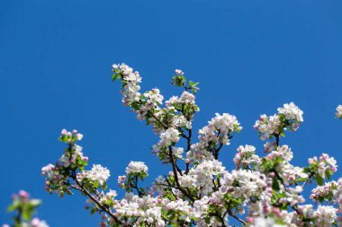 Açık gökyüzüne karşı pembe tomurcukları olan bahar elması dalı taze yeşil yapraklar ve yumuşak pastel çiçek detaylarıyla minimum doğa arka planı.