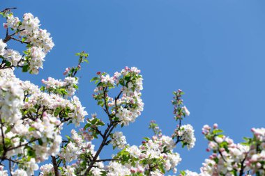 Açık gökyüzüne karşı pembe tomurcukları olan bahar elması dalı taze yeşil yapraklar ve yumuşak pastel çiçek detaylarıyla minimum doğa arka planı.