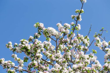 Açık gökyüzüne karşı pembe tomurcukları olan bahar elması dalı taze yeşil yapraklar ve yumuşak pastel çiçek detaylarıyla minimum doğa arka planı.