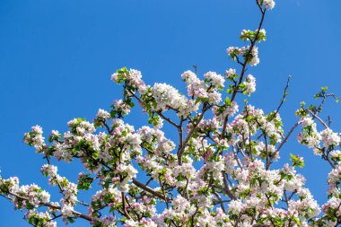 Açık gökyüzüne karşı pembe tomurcukları olan bahar elması dalı taze yeşil yapraklar ve yumuşak pastel çiçek detaylarıyla minimum doğa arka planı.