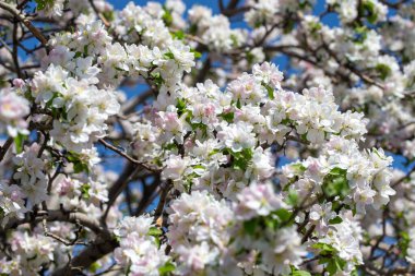 Açık gökyüzüne karşı pembe tomurcukları olan bahar elması dalı taze yeşil yapraklar ve yumuşak pastel çiçek detaylarıyla minimum doğa arka planı.