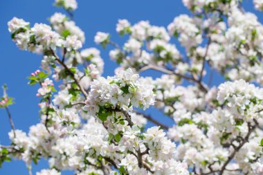 Açık gökyüzüne karşı pembe tomurcukları olan bahar elması dalı taze yeşil yapraklar ve yumuşak pastel çiçek detaylarıyla minimum doğa arka planı.
