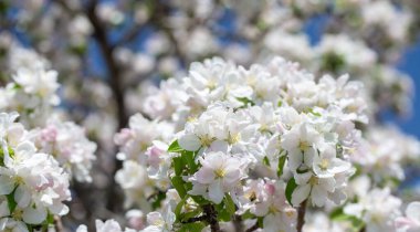 Açık gökyüzüne karşı pembe tomurcukları olan bahar elması dalı taze yeşil yapraklar ve yumuşak pastel çiçek detaylarıyla minimum doğa arka planı.