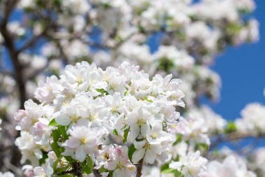 Açık gökyüzüne karşı pembe tomurcukları olan bahar elması dalı taze yeşil yapraklar ve yumuşak pastel çiçek detaylarıyla minimum doğa arka planı.