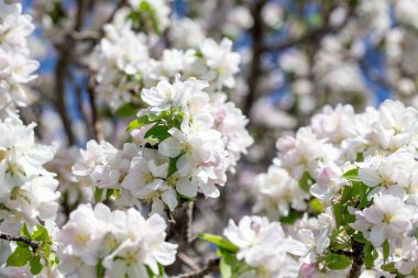 Açık gökyüzüne karşı pembe tomurcukları olan bahar elması dalı taze yeşil yapraklar ve yumuşak pastel çiçek detaylarıyla minimum doğa arka planı.