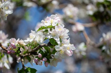 Açık gökyüzüne karşı pembe tomurcukları olan bahar elması dalı taze yeşil yapraklar ve yumuşak pastel çiçek detaylarıyla minimum doğa arka planı.