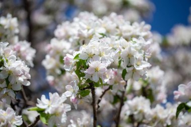 Açık gökyüzüne karşı pembe tomurcukları olan bahar elması dalı taze yeşil yapraklar ve yumuşak pastel çiçek detaylarıyla minimum doğa arka planı.
