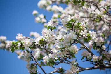 Açık gökyüzüne karşı pembe tomurcukları olan bahar elması dalı taze yeşil yapraklar ve yumuşak pastel çiçek detaylarıyla minimum doğa arka planı.
