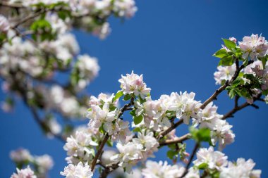 Açık gökyüzüne karşı pembe tomurcukları olan bahar elması dalı taze yeşil yapraklar ve yumuşak pastel çiçek detaylarıyla minimum doğa arka planı.