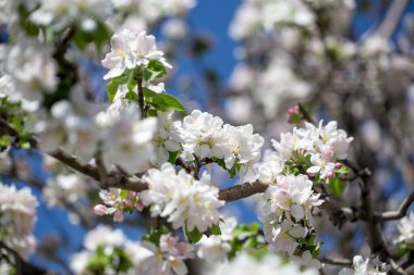 Açık gökyüzüne karşı pembe tomurcukları olan bahar elması dalı taze yeşil yapraklar ve yumuşak pastel çiçek detaylarıyla minimum doğa arka planı.