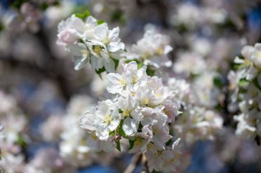 Açık gökyüzüne karşı pembe tomurcukları olan bahar elması dalı taze yeşil yapraklar ve yumuşak pastel çiçek detaylarıyla minimum doğa arka planı.