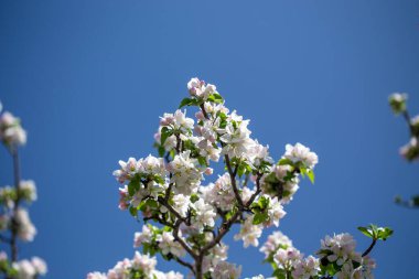 Açık gökyüzüne karşı pembe tomurcukları olan bahar elması dalı taze yeşil yapraklar ve yumuşak pastel çiçek detaylarıyla minimum doğa arka planı.