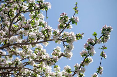 Açık gökyüzüne karşı pembe tomurcukları olan bahar elması dalı taze yeşil yapraklar ve yumuşak pastel çiçek detaylarıyla minimum doğa arka planı.