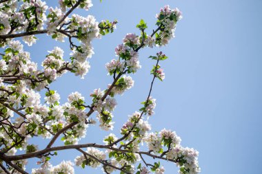 Açık gökyüzüne karşı pembe tomurcukları olan bahar elması dalı taze yeşil yapraklar ve yumuşak pastel çiçek detaylarıyla minimum doğa arka planı.