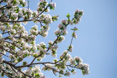 Açık gökyüzüne karşı pembe tomurcukları olan bahar elması dalı taze yeşil yapraklar ve yumuşak pastel çiçek detaylarıyla minimum doğa arka planı.
