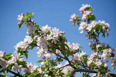 Açık gökyüzüne karşı pembe tomurcukları olan bahar elması dalı taze yeşil yapraklar ve yumuşak pastel çiçek detaylarıyla minimum doğa arka planı.
