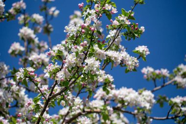 Açık gökyüzüne karşı pembe tomurcukları olan bahar elması dalı taze yeşil yapraklar ve yumuşak pastel çiçek detaylarıyla minimum doğa arka planı.